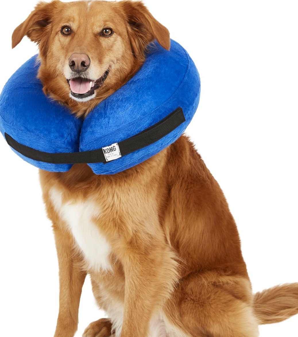dog with comfortable cloud collar on