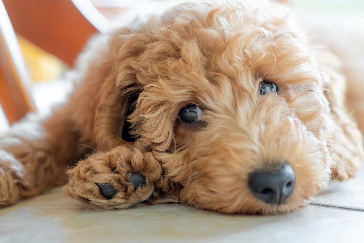 A labradoodle dog laying down