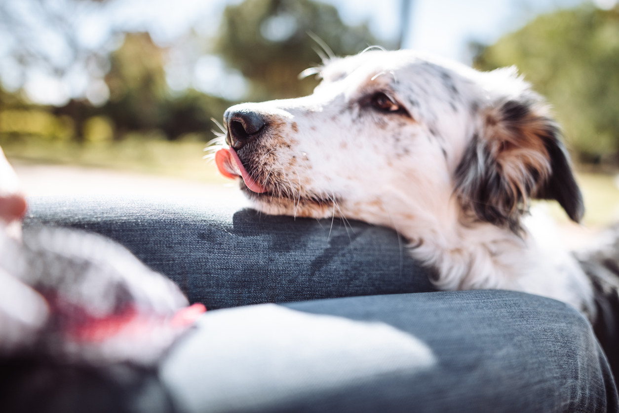 A collie dog resting its head on a person&#x27;s lap