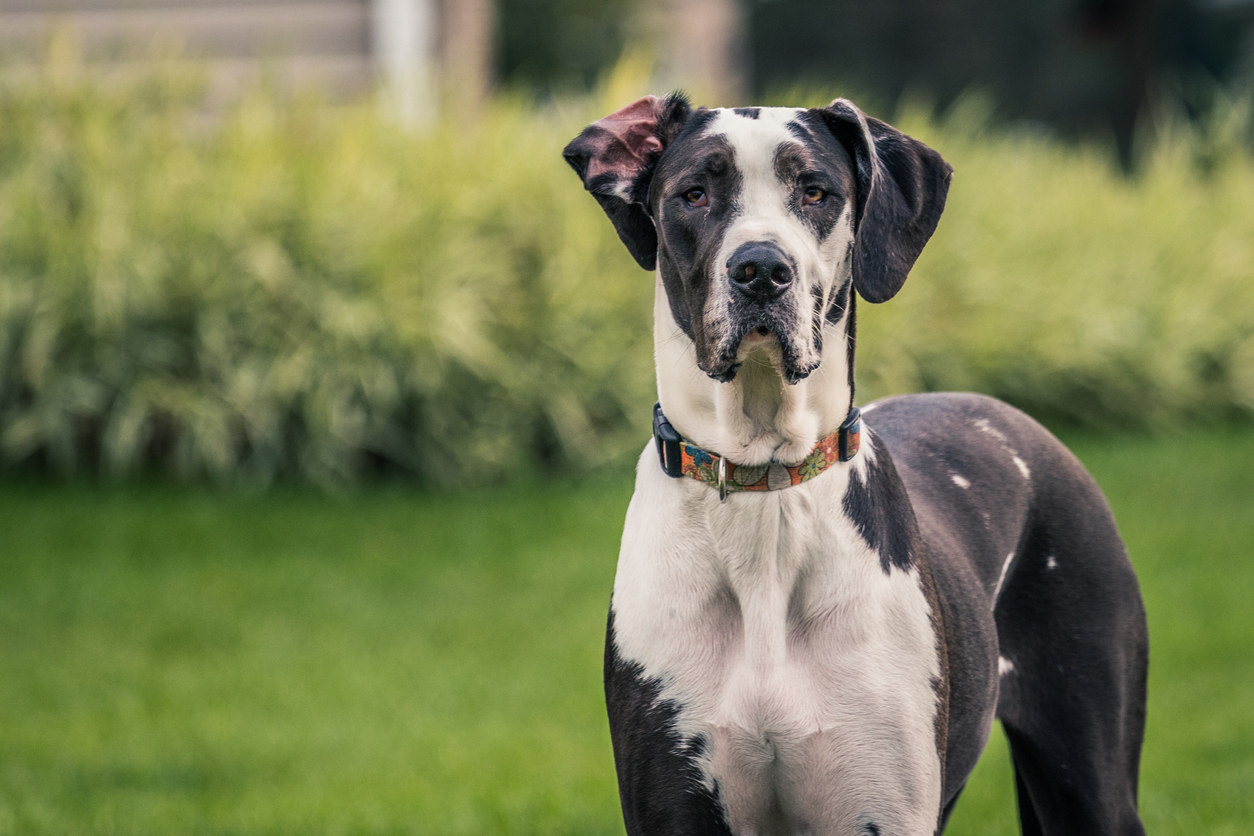 A Great Dane standing outside in the grass