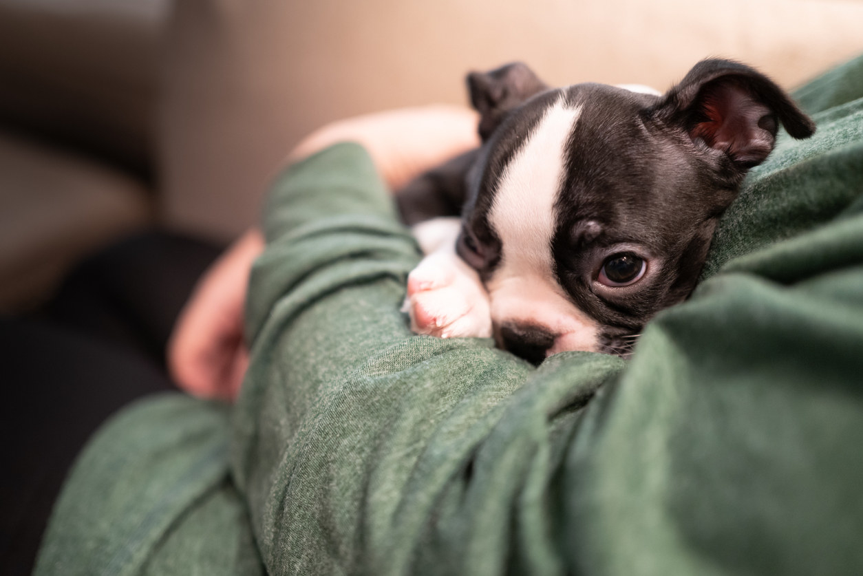 A Boston terrier dog curled up in a human&#x27;s arms