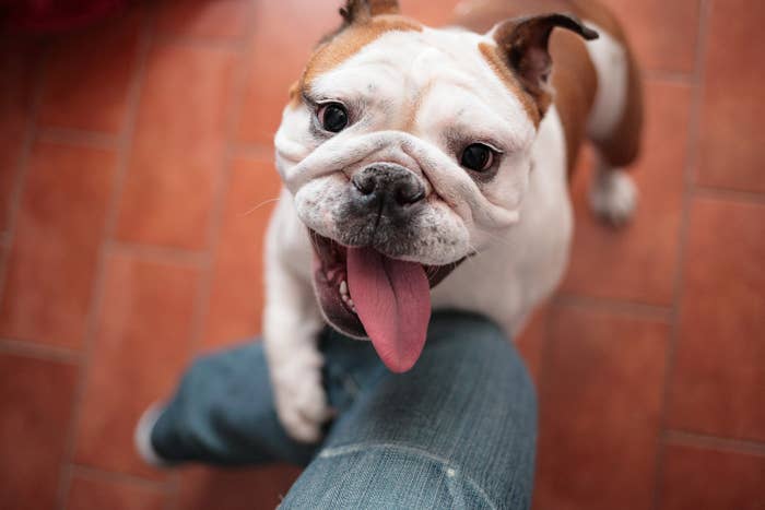 A bulldog with its tongue out hugging a person&#x27;s leg