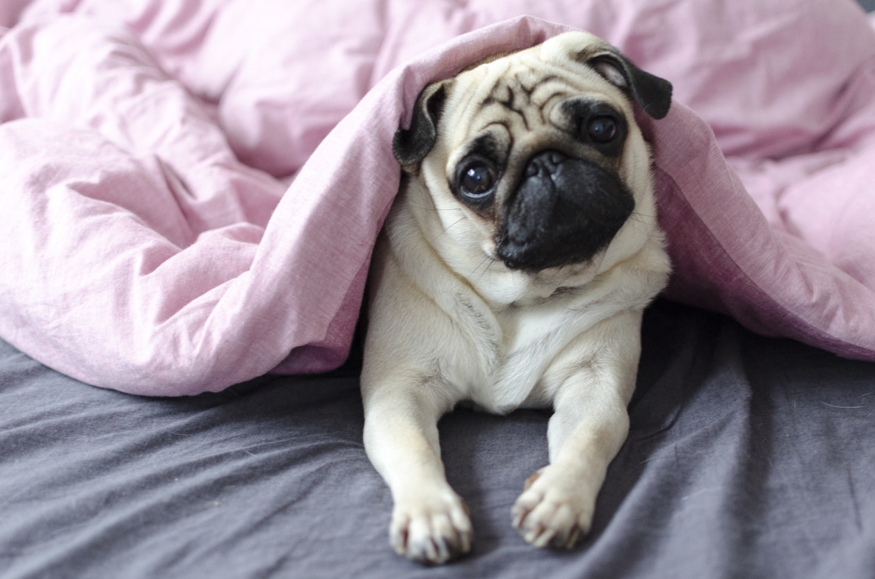 A pug dog lying in a bed under a blanket