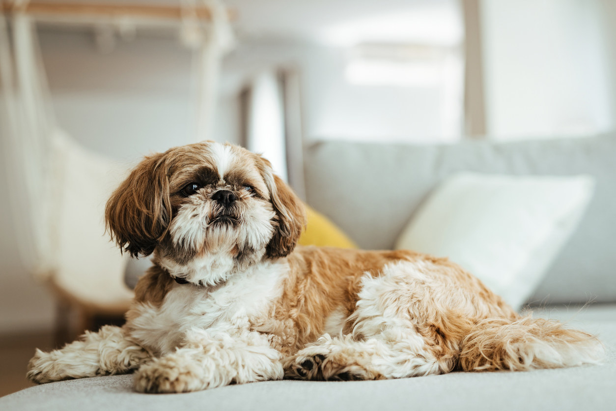 A shih tzu dog lying on a couch with its head up