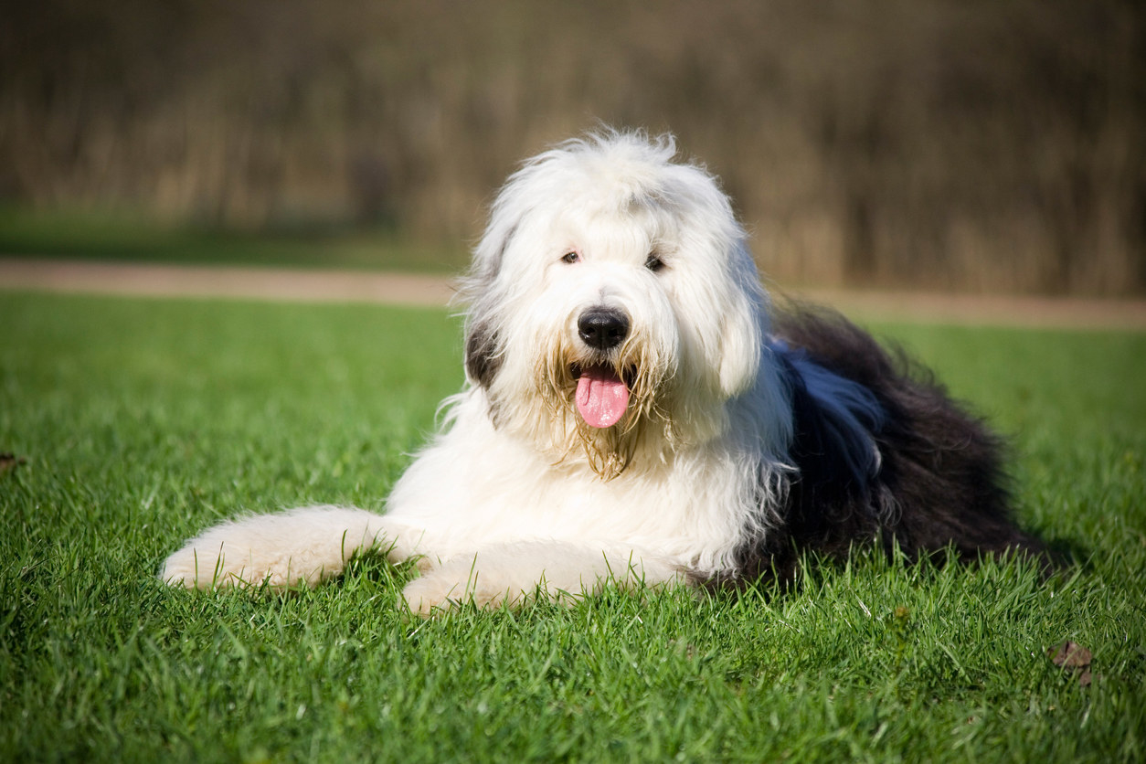 An Old English sheepdog lying in the grass with its tongue out