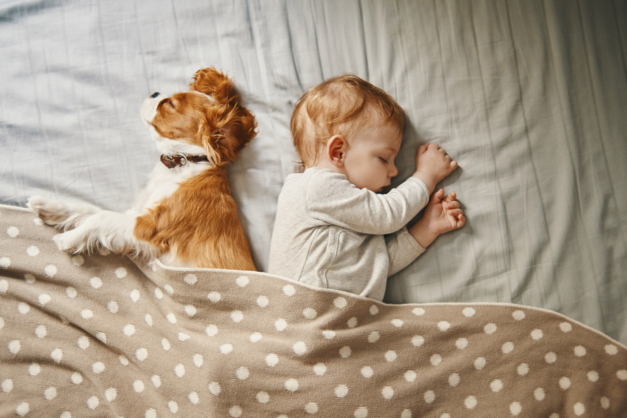 A Cavalier King Charles spaniel sleeping in bed with a baby under a blanket