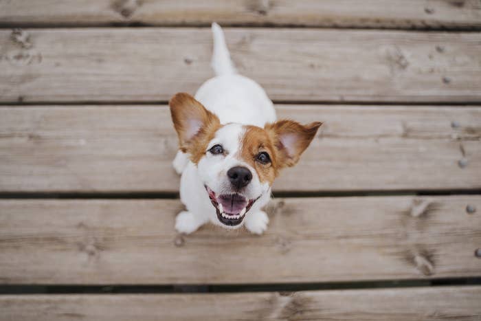 A small dog happily looking up at the camera