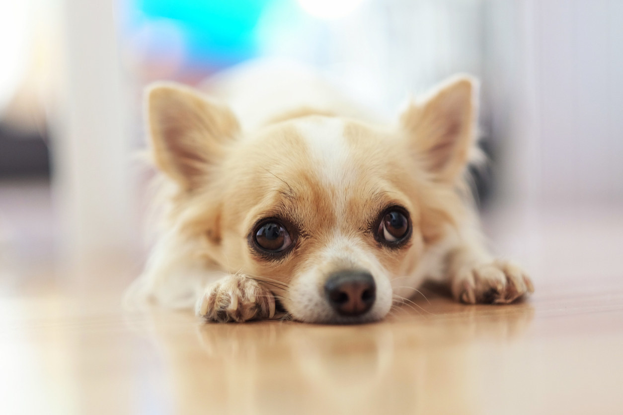 A Chihuahua dog lying on its stomach