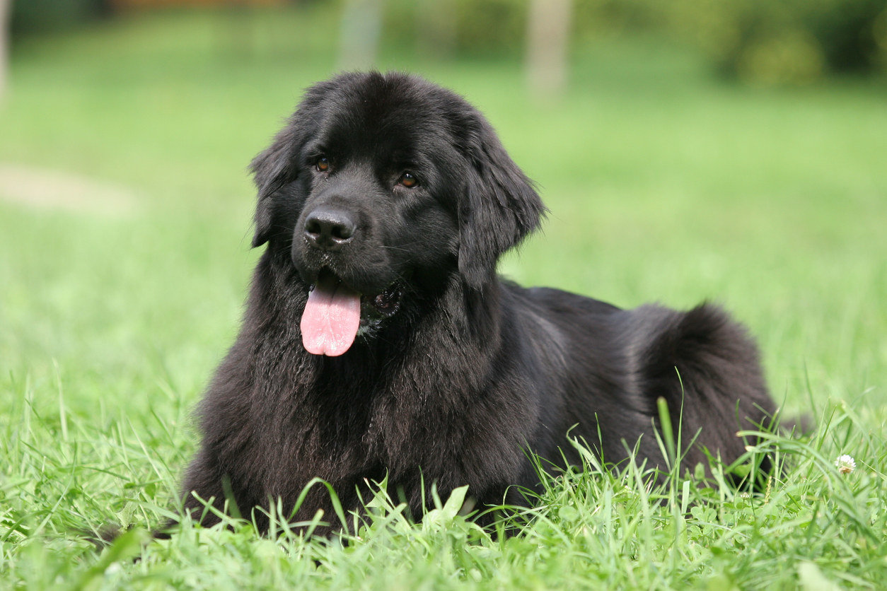 A Newfoundland dog laying in grass with its tongue out