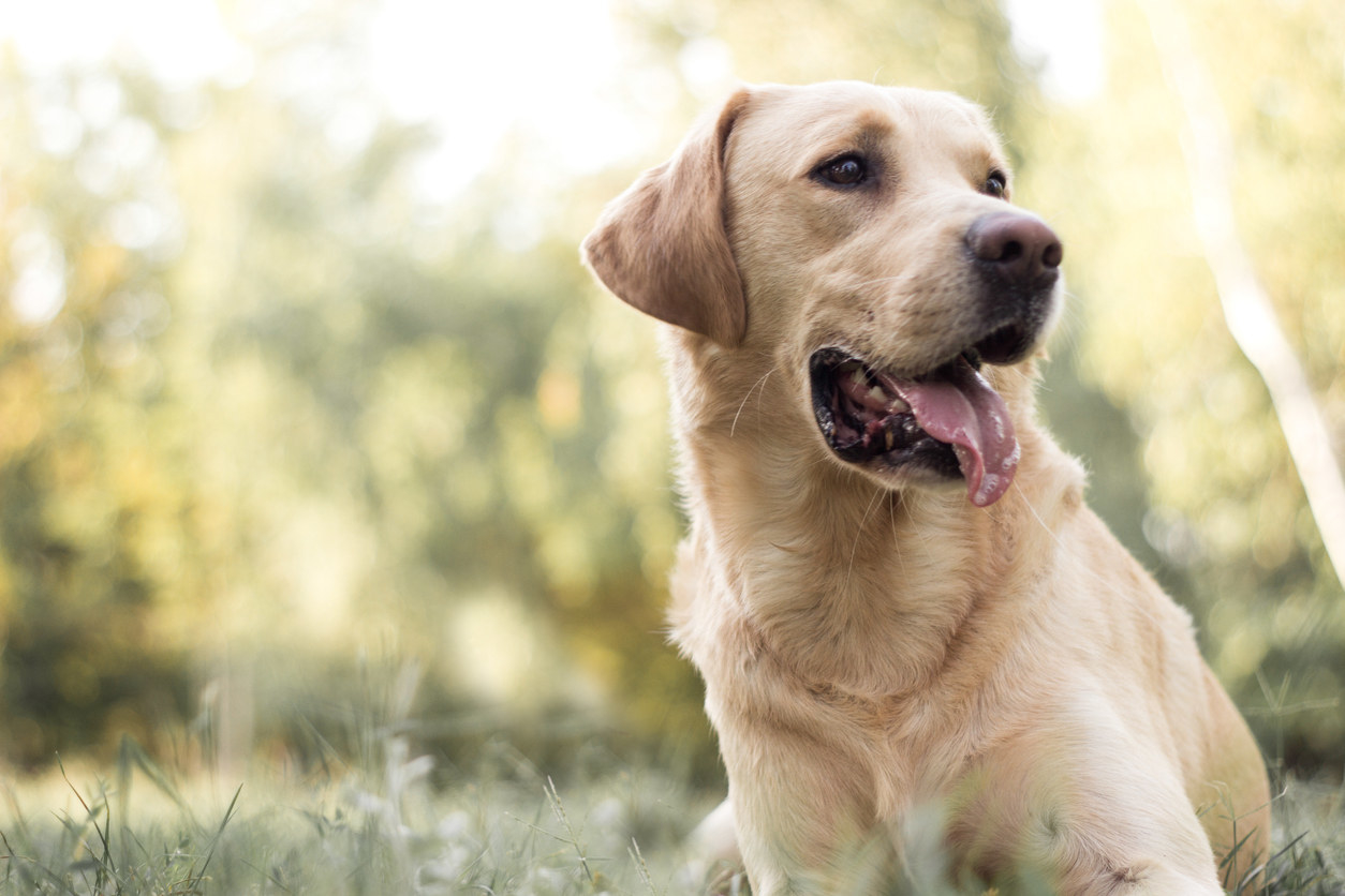 A Labrador retriever lying in the grass