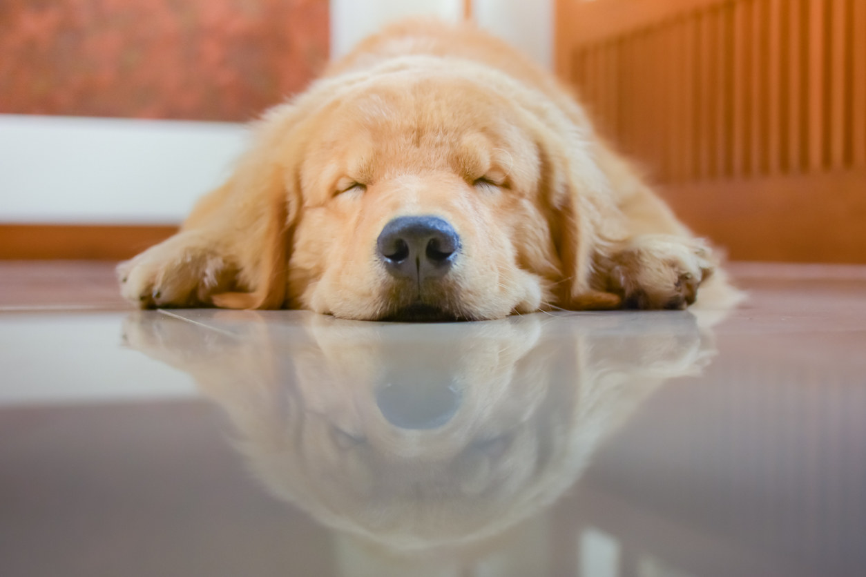 A golden retriever dog lying on its stomach sleeping