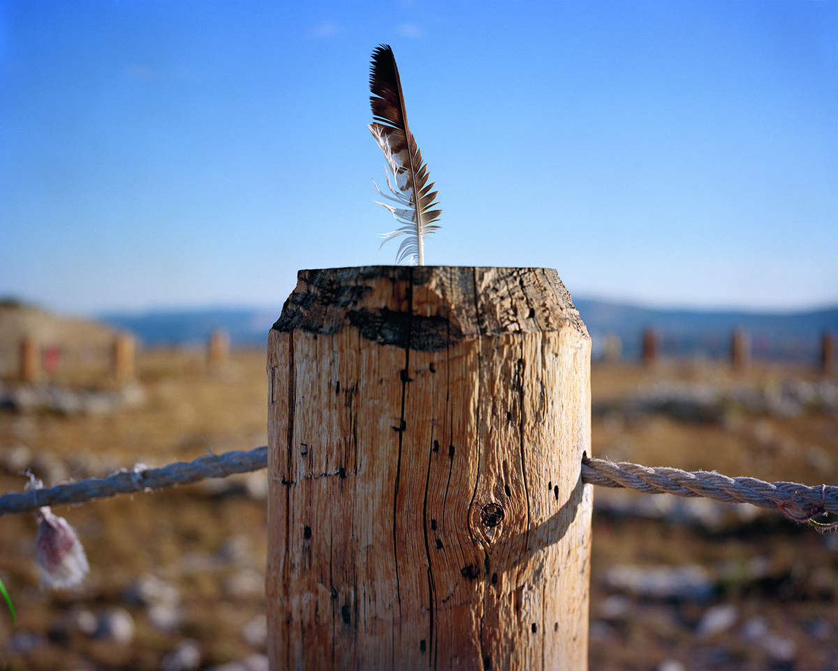 Close-up of a feather atop a tree stump