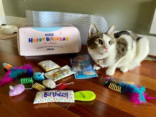 a cat with all the toys from the birthday box