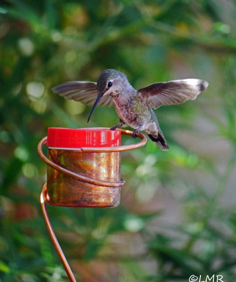 the cooper feeder which is shaped like a cup attached to a stand with a humming bird perched on its lid