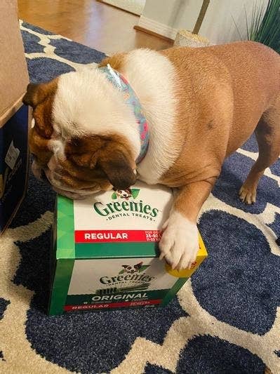 a dog with a box of Greenies treats