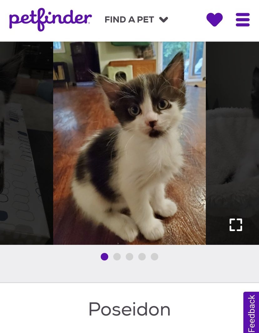 A screenshot of a black and white kitten with a name tag underneath