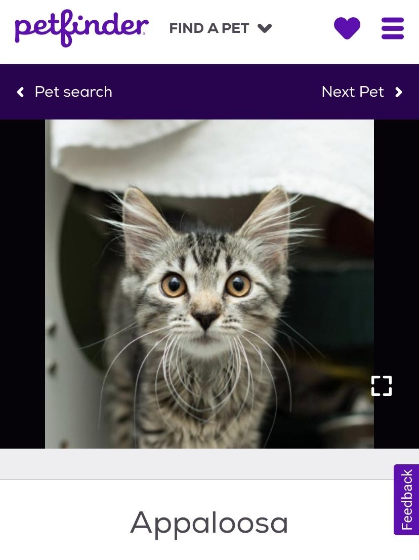A screenshot of a kitten with a name tag underneath