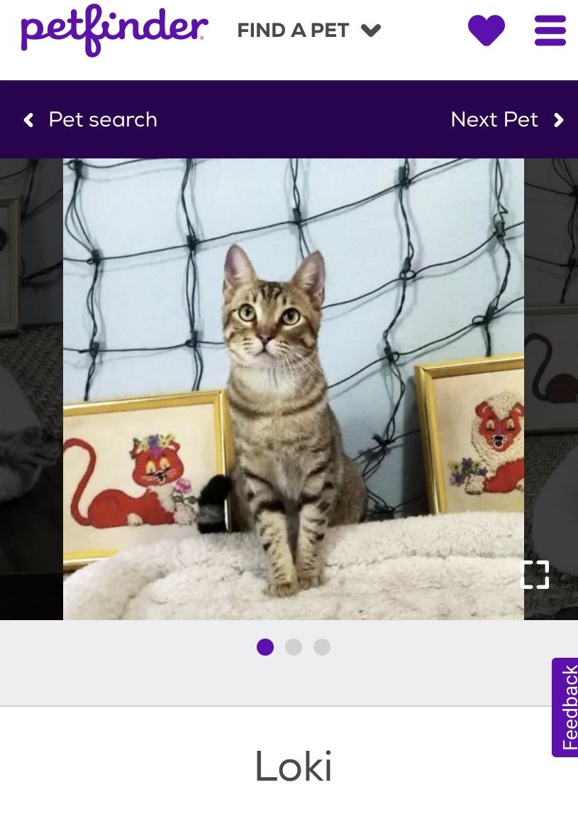 A screenshot of a cat with sitting next to framed photos of cats and a name tag underneath