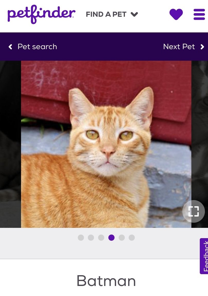 A screenshot of an orange cat with a name tag underneath