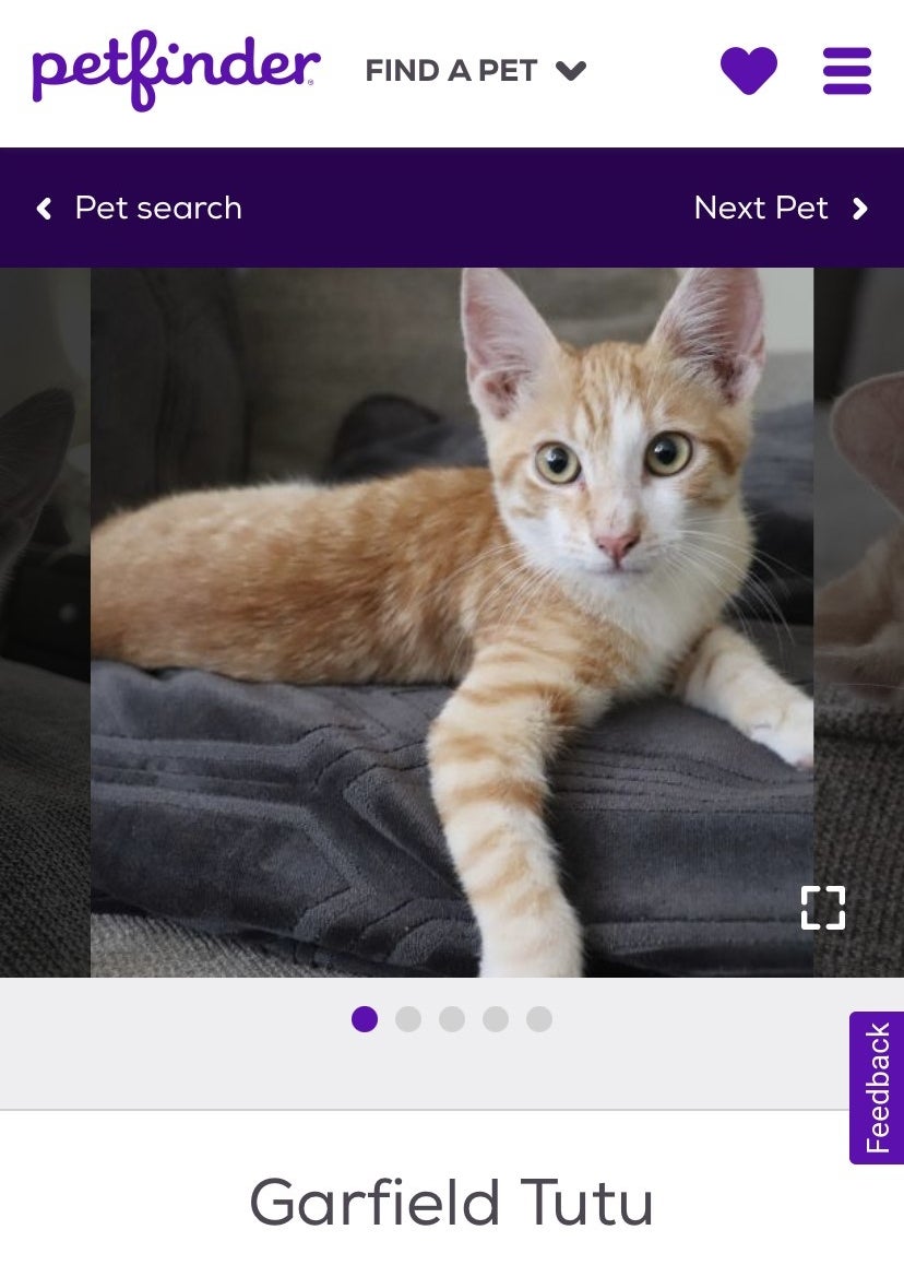 A screenshot of an orange cat with a name tag underneath