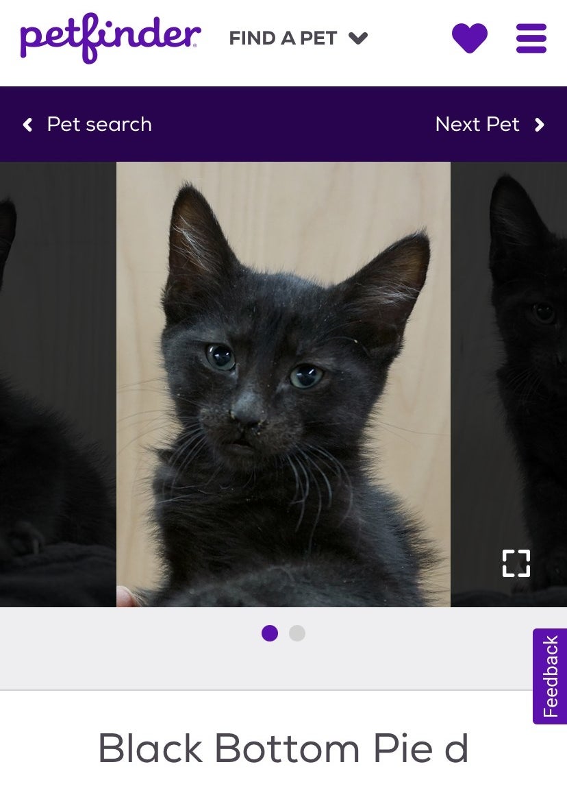 A screenshot of a black kitten with a name tag underneath