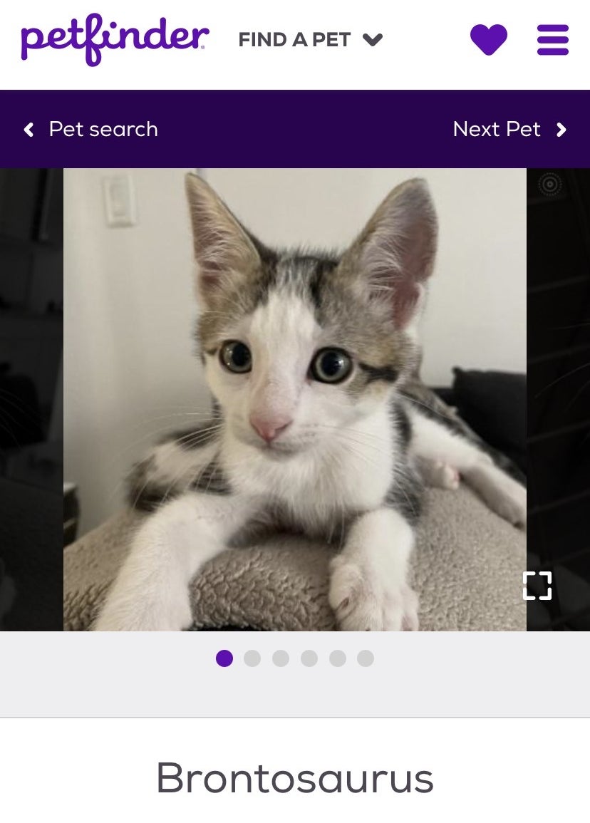 A screenshot of a white and gray kitten with a name tag underneath