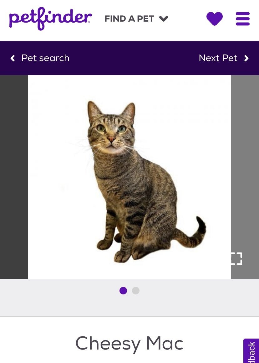 A screenshot of a cat with a name tag underneath