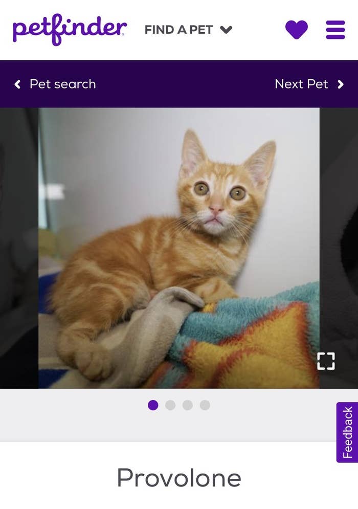 A screenshot of an orange kitten with a name tag underneath