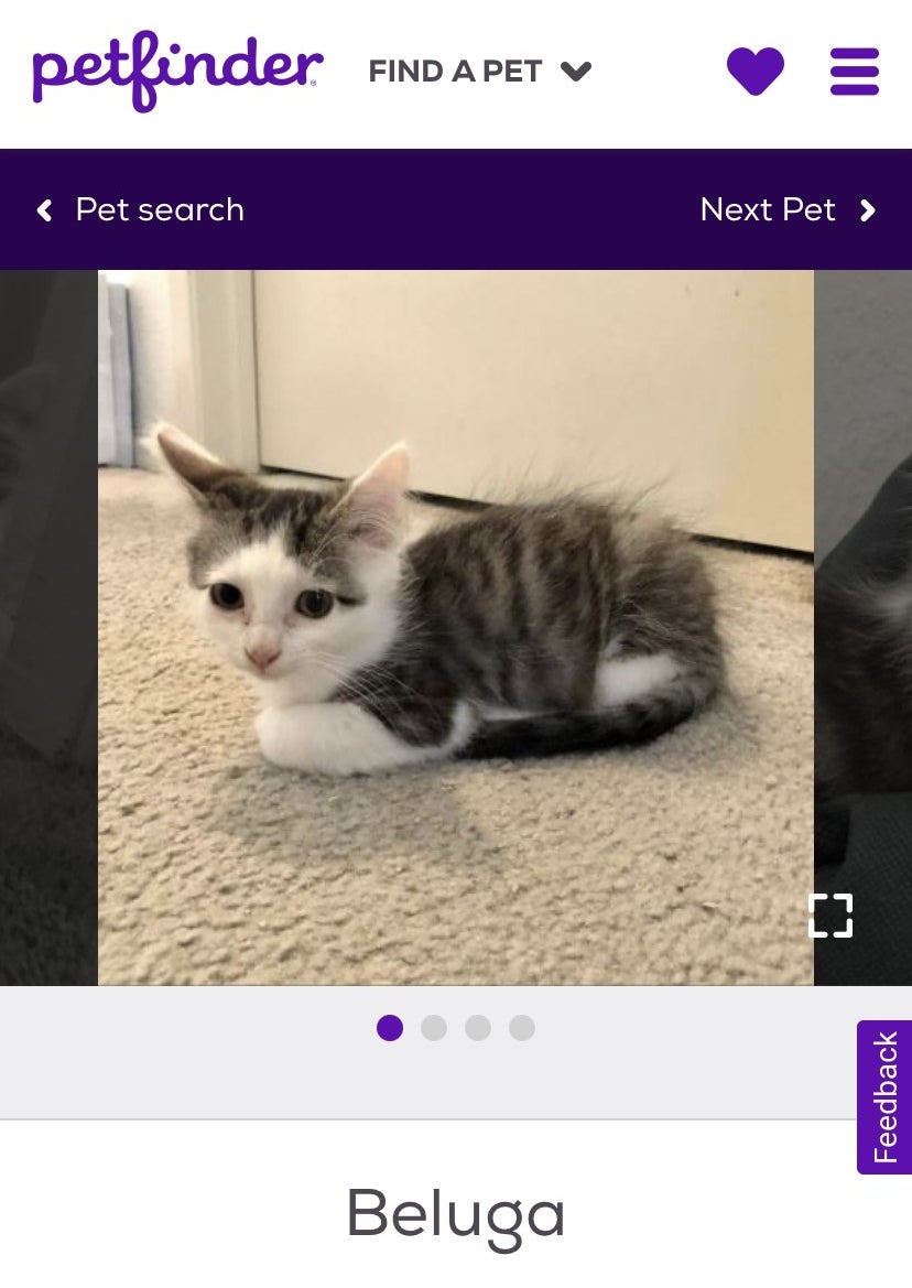 A screenshot of a tiny grey and white kitten with a name tag underneath