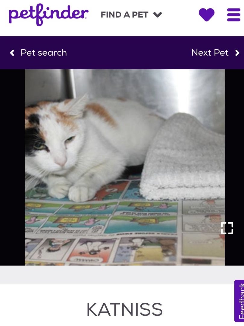 A screenshot of a white cat with brown spots and a name tag underneath