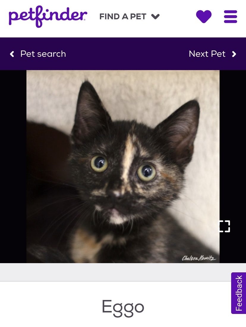 A screenshot of a black kitten with a name tag underneath