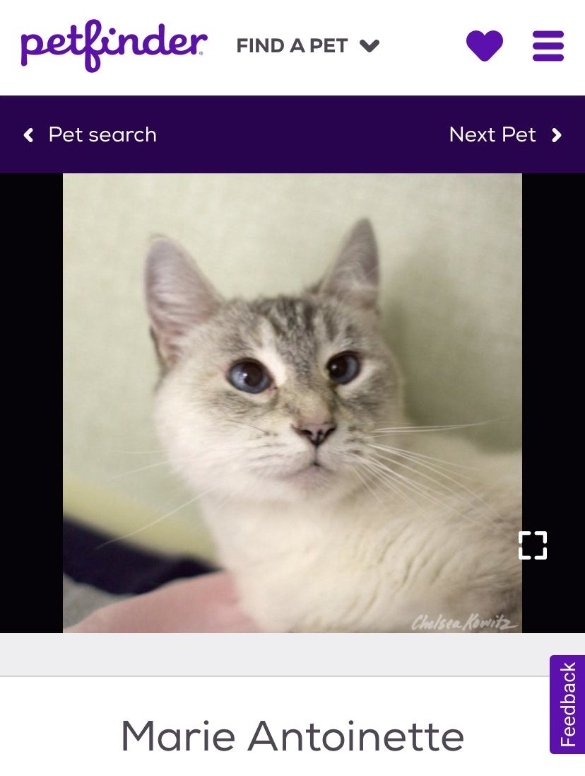 A screenshot of a white kitten with a name tag underneath