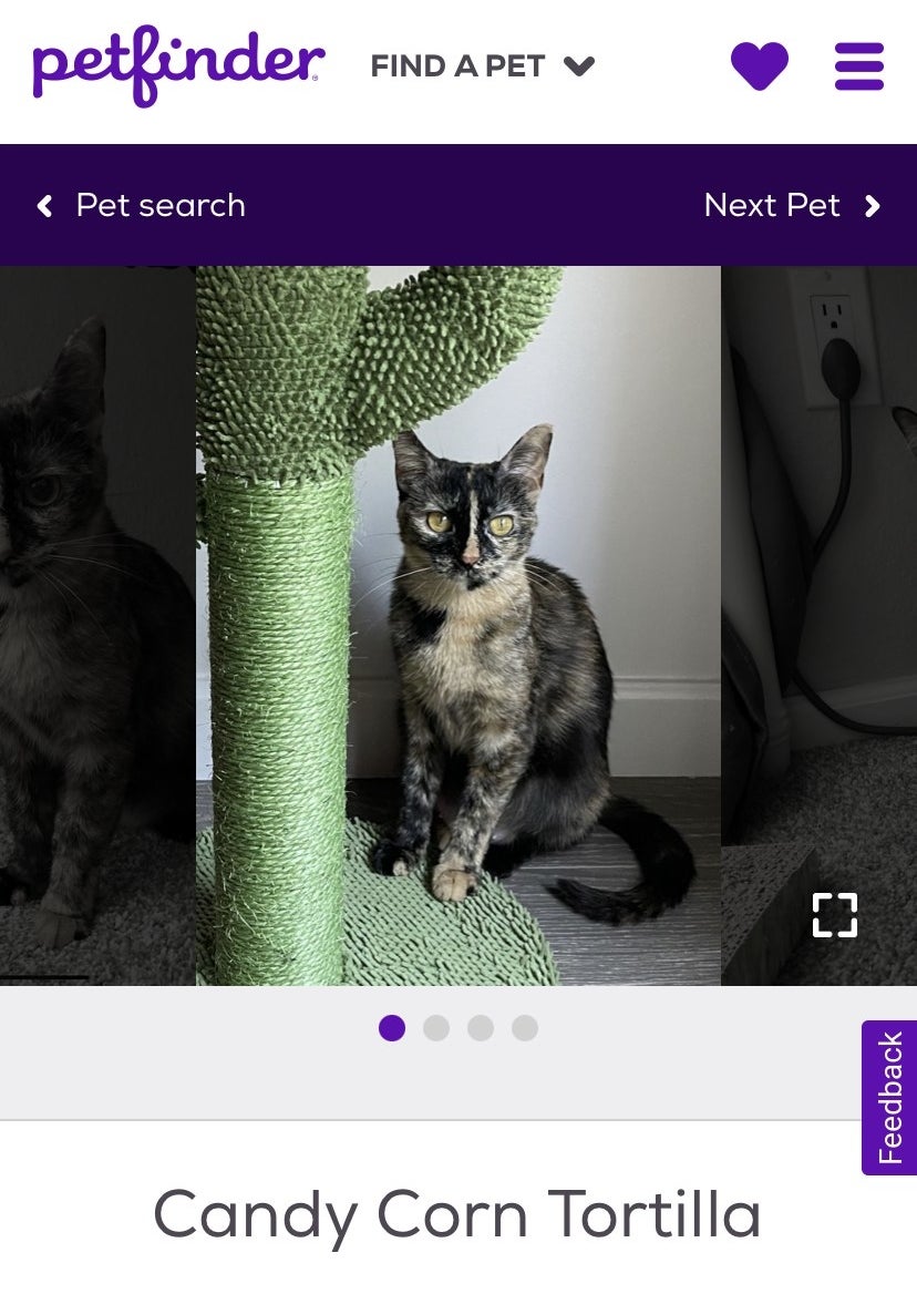A screenshot of a cat sitting next to a green scratching post with a name tag underneath