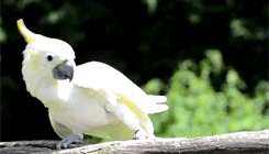 A white cockatoo bobs its head while sitting on a branch