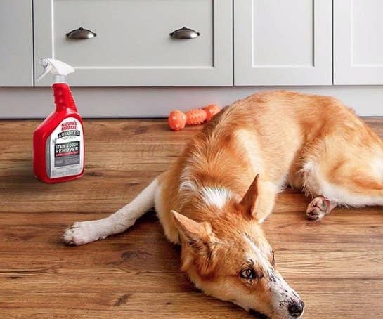 A dog lying next to the 32-oz bottle