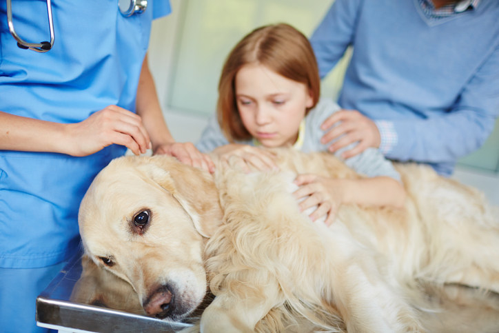 Dog lying on a vet table and a girl holding him worriedly