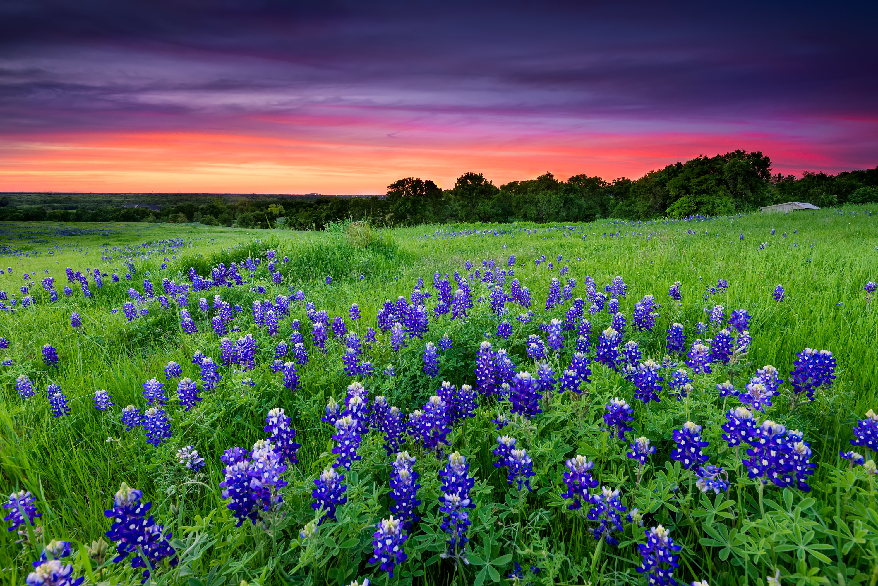 Beautiful bluebonnet flowers against a red sky in Ennis