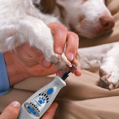 A person is holding a nail grinder up to a dogs paw to trim their nails