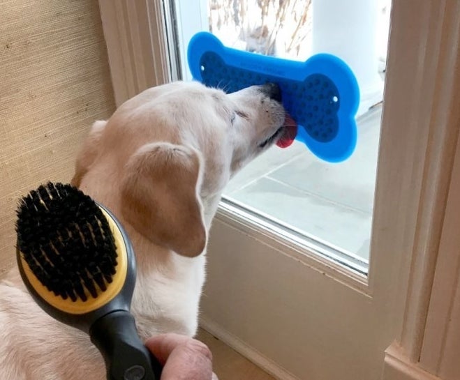 A yellow lab licking a blue lick pad on a window while someone brushes them
