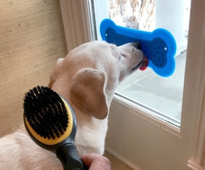 A yellow lab licking a blue lick pad on a window while someone brushes them