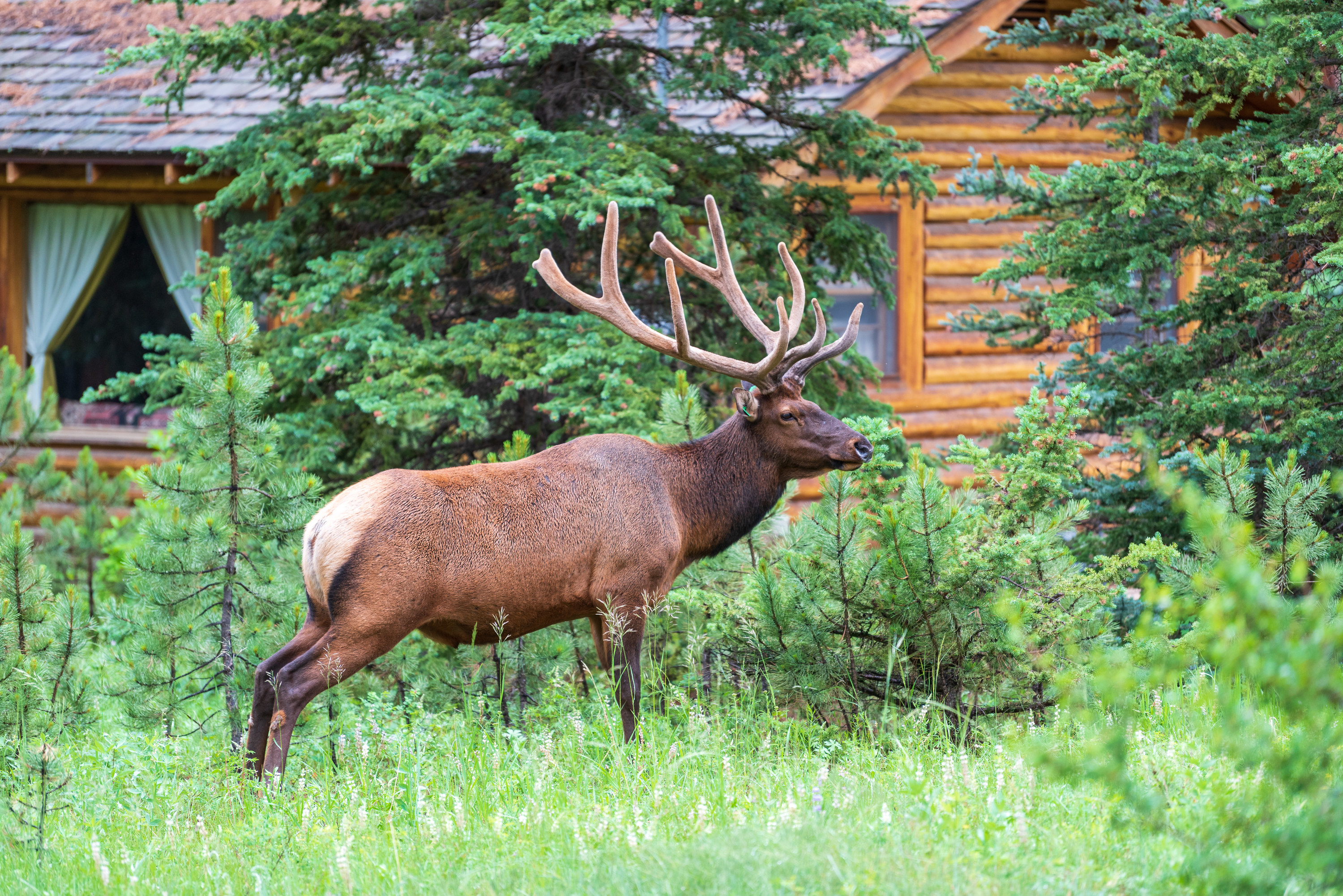 Elk with antlers near a cabin