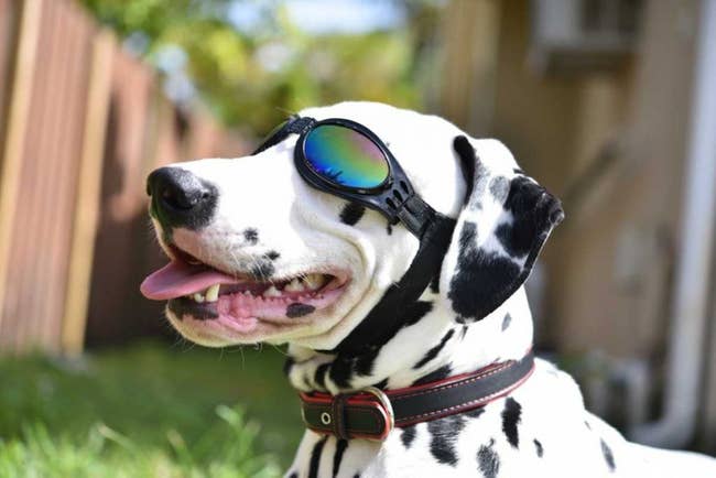 A Dalmatian wearing black dog goggles in a backyard