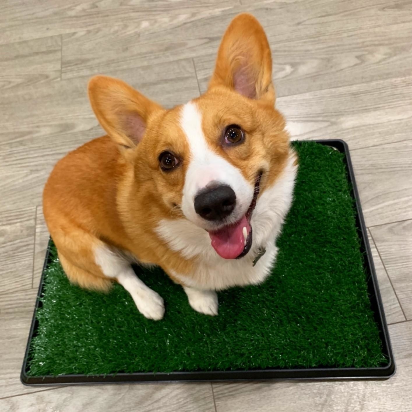 Reviewer photo of a corgi sitting on the grass mat