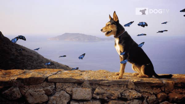A dog sitting on a stone ledge with blue butterflies flying around them