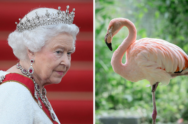 On the left, Queen Elizabeth II, and on the right, a flamingo