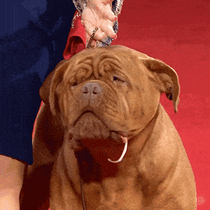 GIF of a wrinkly, drooling dog having a leash put on him