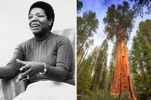 Maya Angelou and Sequoia trees