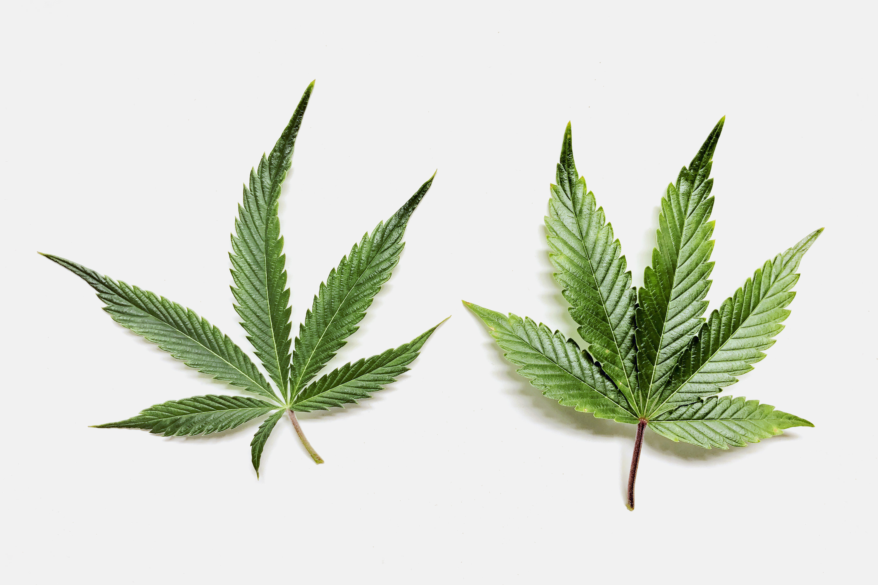 An image of marijuana leaves on a white background