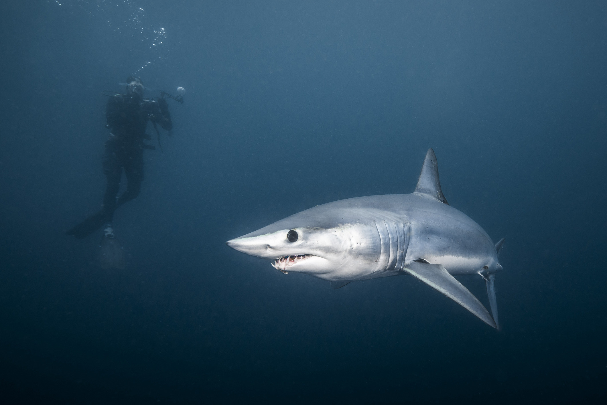 A mako shark swimming and a person floating above