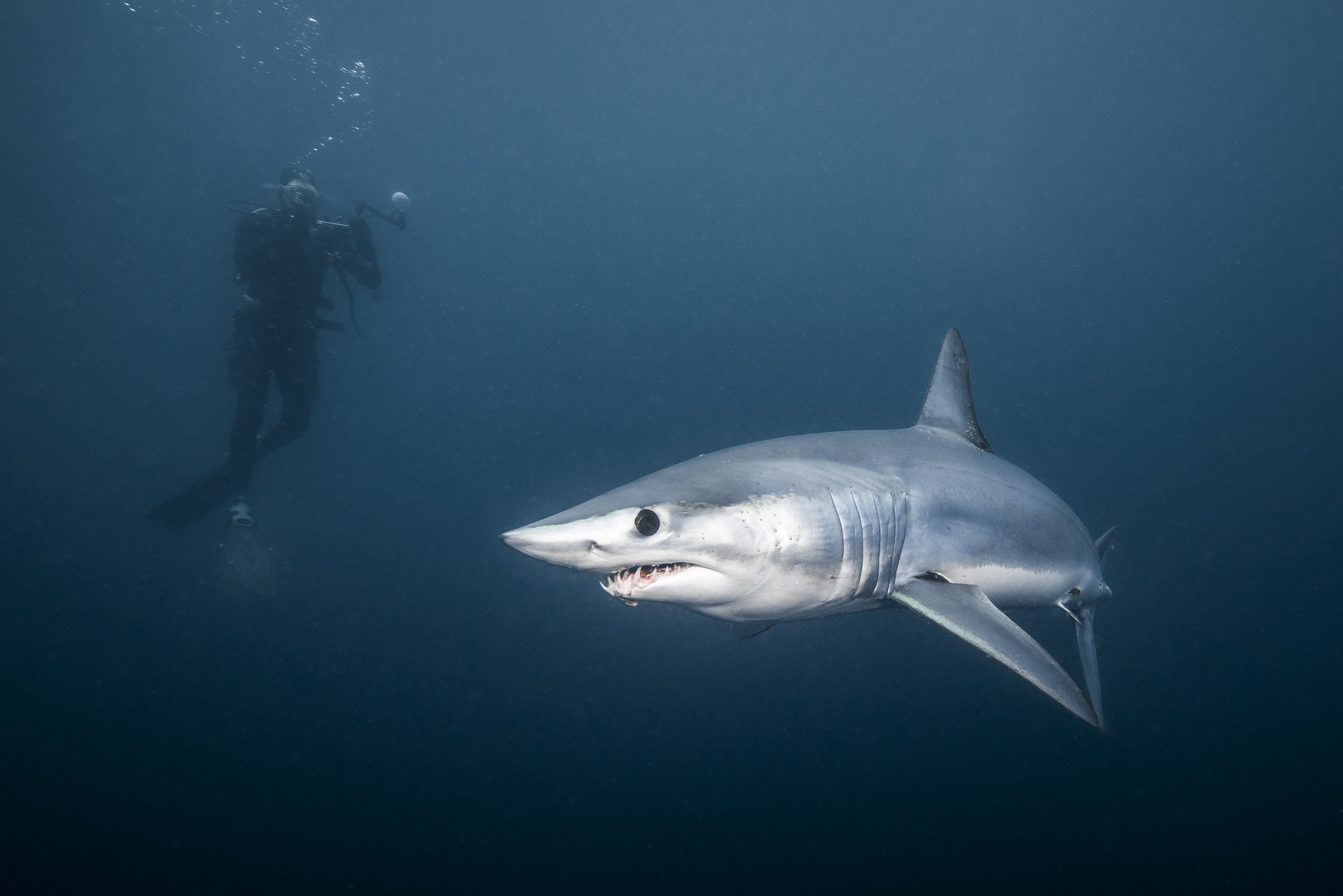 Out shark. Акула мако в Египте. Акулы мако в черном море. Акула мако в Приморье 2020.